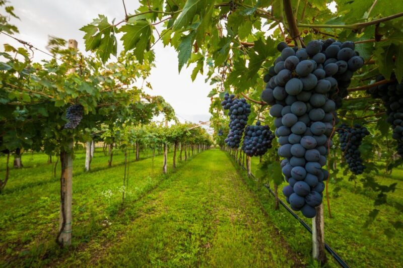 From Florence: Chianti Wine Tour with Tasting - From Florence: Chianti Wine Tour with Tasting — A Deep Dive into Tuscany’s Vineyards