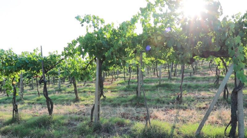 From Florence: Chianti Wine Tour with Tastings - Final Thoughts