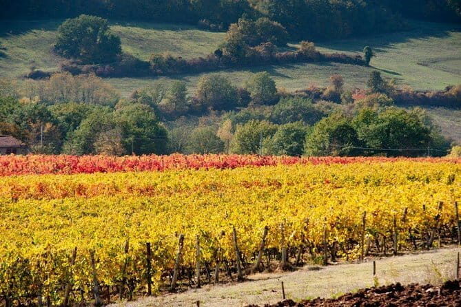From Florence to Chianti Rufina: Wine Tasting Experience - Key Points