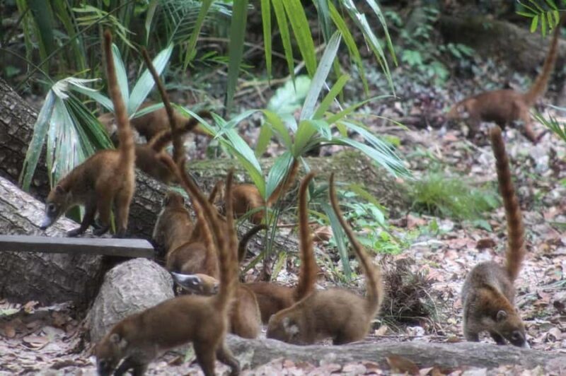 From Flores: Yaxha VIP Exclusive Cultural Tour All Inclusive - The Sum Up: Who Should Book This Tour?