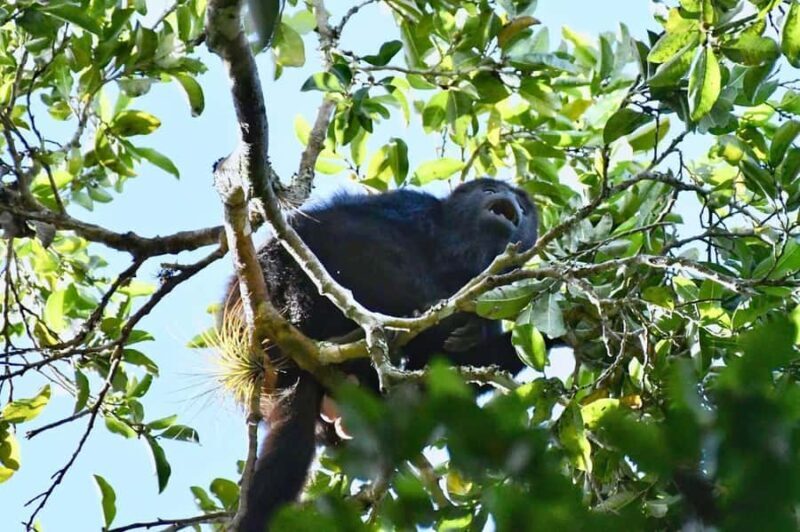 From Flores: Yaxha VIP Exclusive Cultural Tour All Inclusive - FAQ