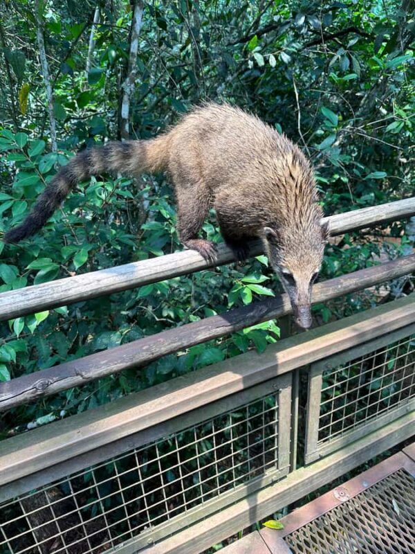 from Foz do Iguaçu: Private Tour on Iguaçu Falls - The Sum Up