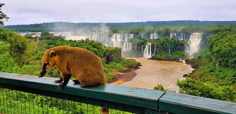 From Foz do Iguazu: Brazil Iguazu Falls & Macuco Safari Boat - Exploring the Iguazu Falls & Macuco Safari Experience in Detail