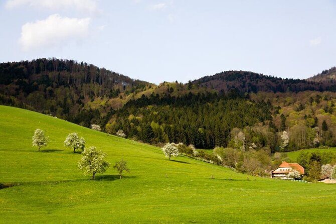 from Frankfurt - romantic Black Forest & brewery, private tour - Exploring the Black Forest from Frankfurt: A Private Day Trip