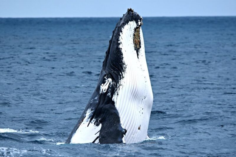 From Fremantle: 2-Hour Luxury Whale-Watching Cruise - Key Points