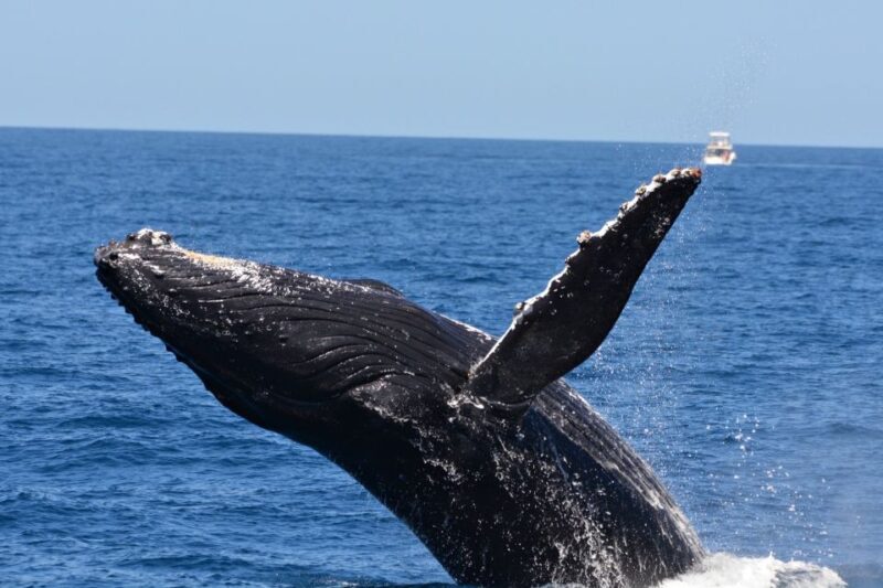 From Fremantle: 2-Hour Luxury Whale-Watching Cruise - An Honest Look at the Experience