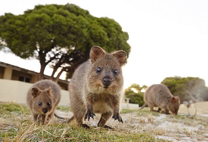 From Fremantle: Rottnest Island Ferry and Bike Day Tour - Who Is This Tour Best For?