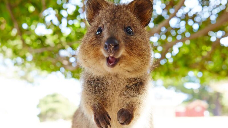 From Fremantle: Rottnest Island Ferry & Bus Day Tour - FAQ