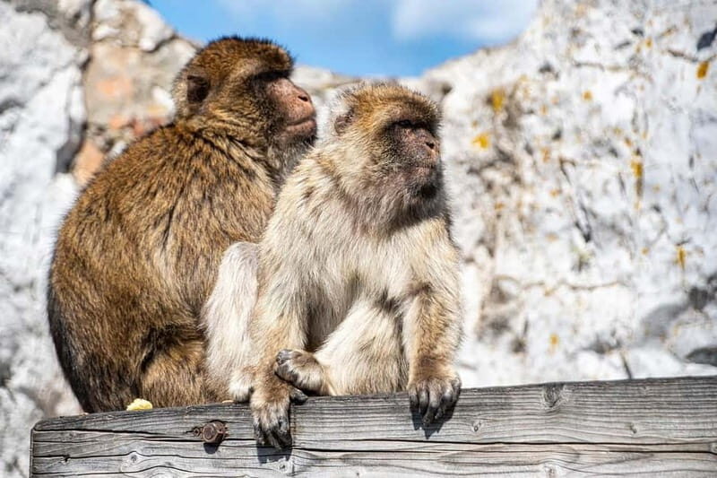 From Fuengirola: Gibraltar Day Trip - The Route and What Makes It Special