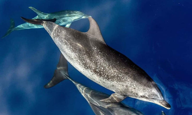 From Funchal: Ecological Catamaran Dolphin Whale Watching - Why This Tour Is Worth Considering