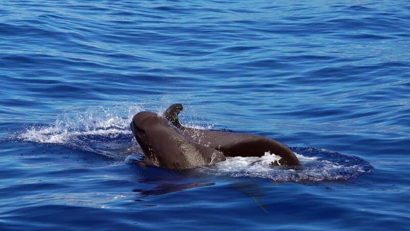 From Funchal: Ecological Catamaran Dolphin Whale Watching - FAQ – Your Questions Answered