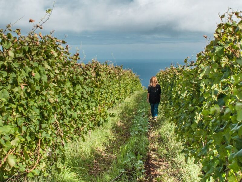 From Funchal: Full-Day Madeira Wine Tour with Lunch - From Funchal: Full-Day Madeira Wine Tour with Lunch — A Practical and Authentic Experience