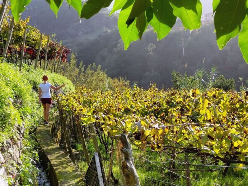 From Funchal: Full-Day Madeira Wine Tour with Lunch - Key Points