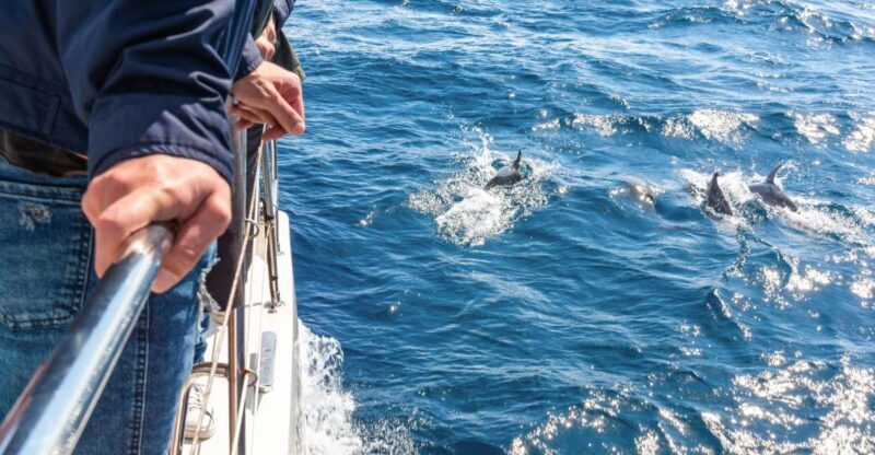 From Funchal: Madeira Dolphin and Whale Watching Tour - Who Would Love This Tour?