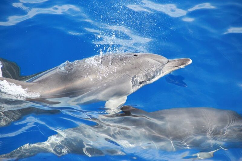 From Funchal: Madeira Dolphin and Whale Watching Tour - Final Thoughts