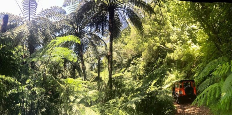 From Funchal: Madeira Island Private Jeep 4x4 Tour - The Experience and Guide Quality