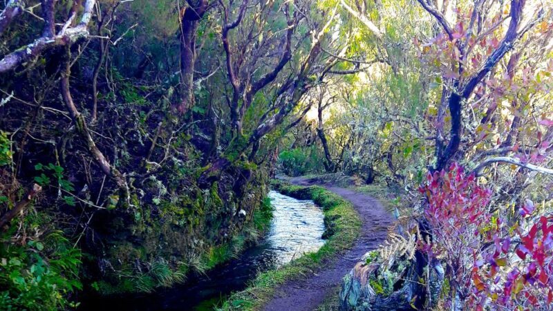 From Funchal: Madeira Lakes Levada Guided Hike - A Closer Look at the Madeira Lakes Levada Guided Hike