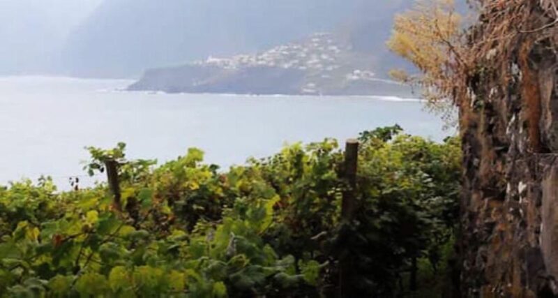 From Funchal: Madeira Wine Tour, Cable Car & Typical Lunch - From Funchal: Madeira Wine Tour, Cable Car & Typical Lunch