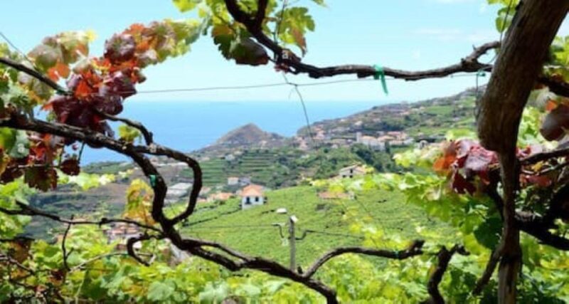 From Funchal: Madeira Wine Tour, Cable Car & Typical Lunch - The Cable Car Adventure to Fajã dos Padres