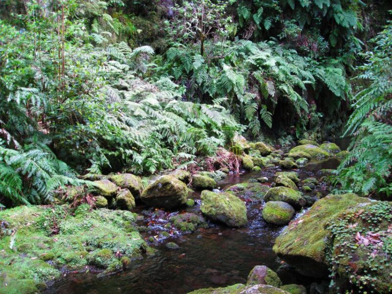 From Funchal: São Jorge Valleys Levada Walk - Who Is This Tour Best For?