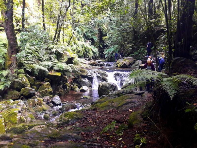 From Funchal: São Jorge Valleys Levada Walk - Final Thoughts