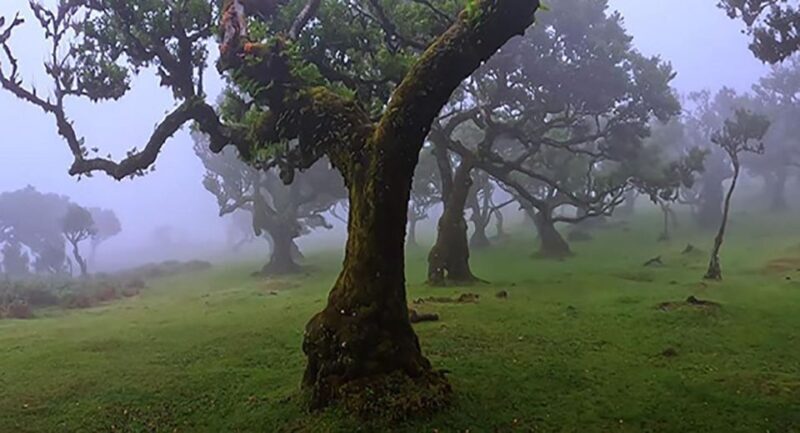 From Funchal: West Madeira Waterfalls and Fanal Forest Tour - FAQs