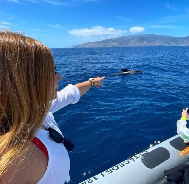 From Funchal: Whale and Dolphin Watching - Practical Details and Tips