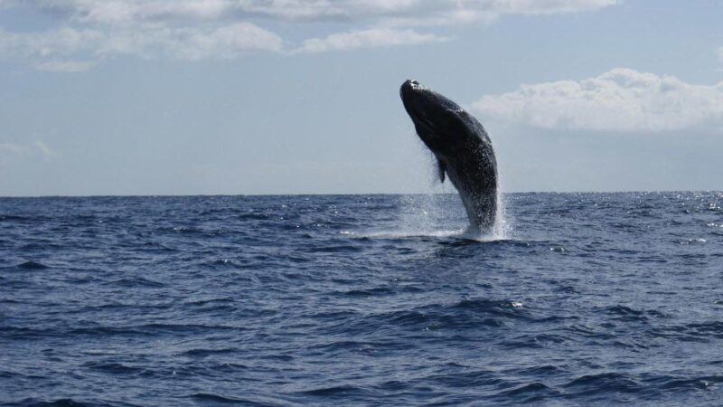 From Funchal: Whale and Dolphin Watching - Authentic Experiences from Past Travelers