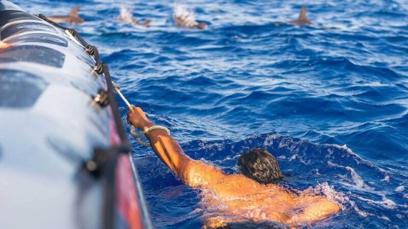 From Funchal: Whale and Dolphin Watching - The Sum Up