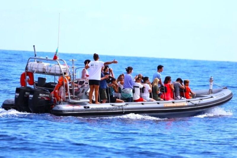 From Funchal: Whale and Dolphin Watching - FAQ