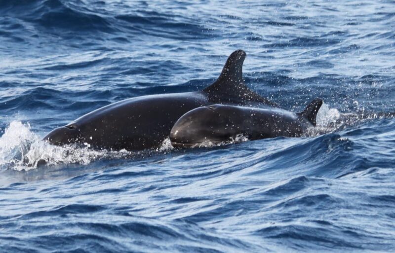 From Funchal: Whales and Dolphin Adventure Tour - FAQ