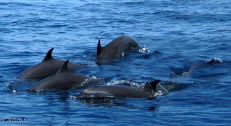 From Galle: All Inclusive Whales & Dolphin Watching Tour - An Honest Look at the Whales & Dolphins Tour