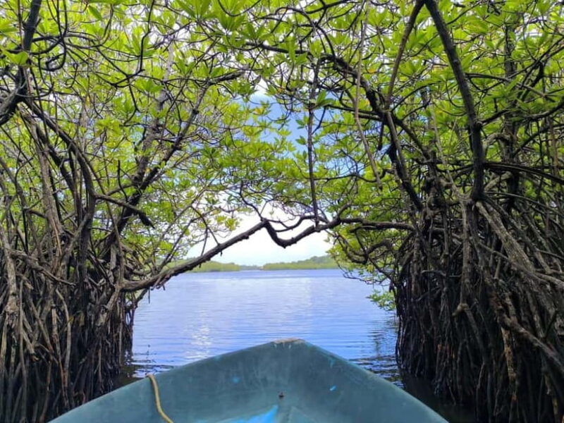 From Galle: Madu River Safari & Turtle Hatchery Visit - Key Points