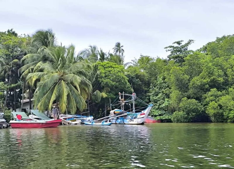 From Galle: Madu River Safari & Turtle Hatchery Visit - Who Will Love This Tour?