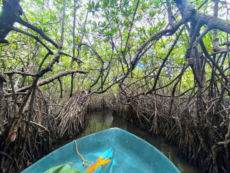 From Galle: Madu River Safari, Turtles & Galle Fort - The Sum Up