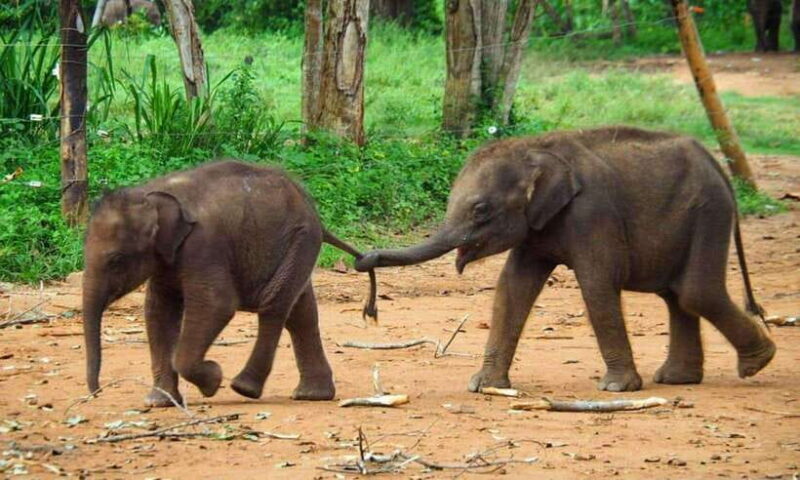 From Galle/Mirissa/Hikkaduwa: Kandy Day Tour with Pickup - Frequently Asked Questions