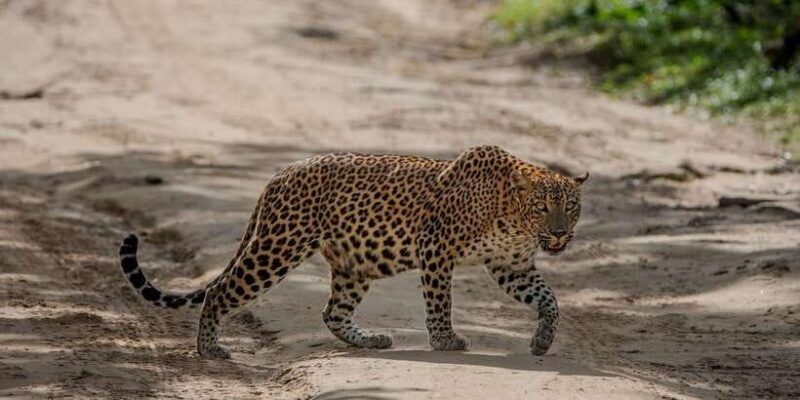 From Galle/Mirissa/Hikkaduwa- Udawalawe National Park Safari - Exploring the Tour in Detail