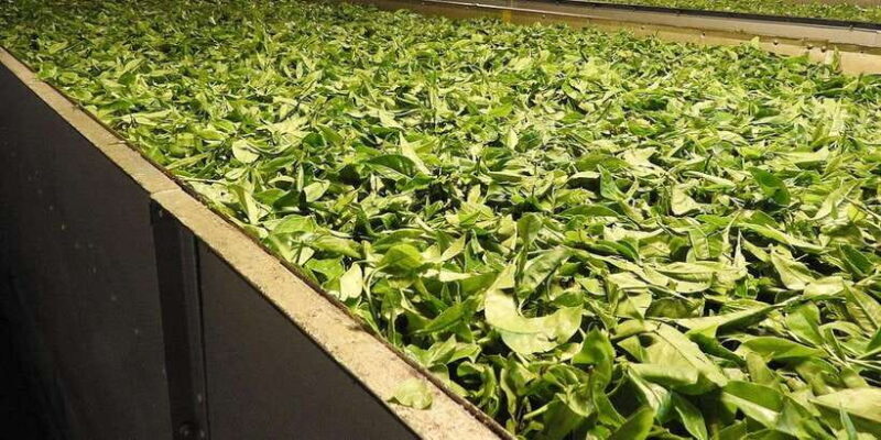 From Galle/Mirissa/Tangalle/Hikkaduwa Day trip to Ella Peaks - A Detailed Look at the Ella Day Trip Experience