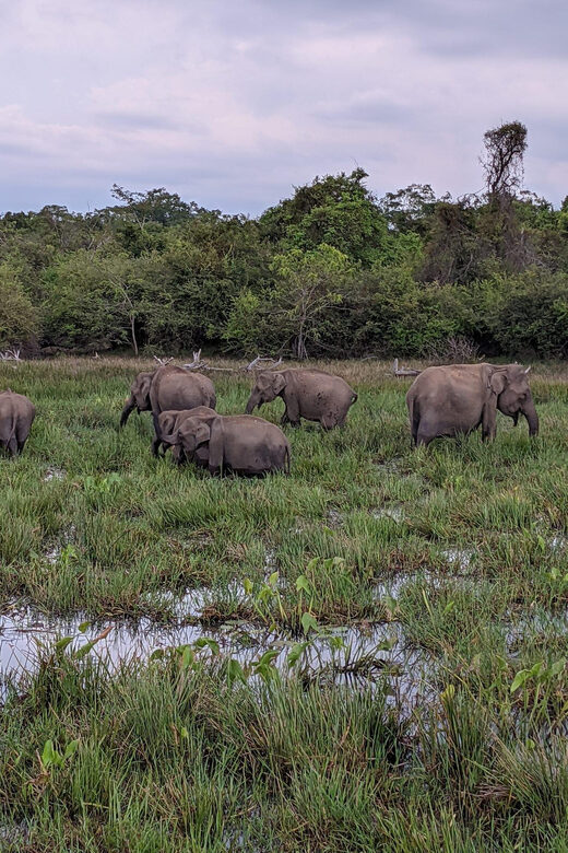 From Galle/ Mirissa/ Tangalle : Udawalawa Safari & Drop Ella - FAQ