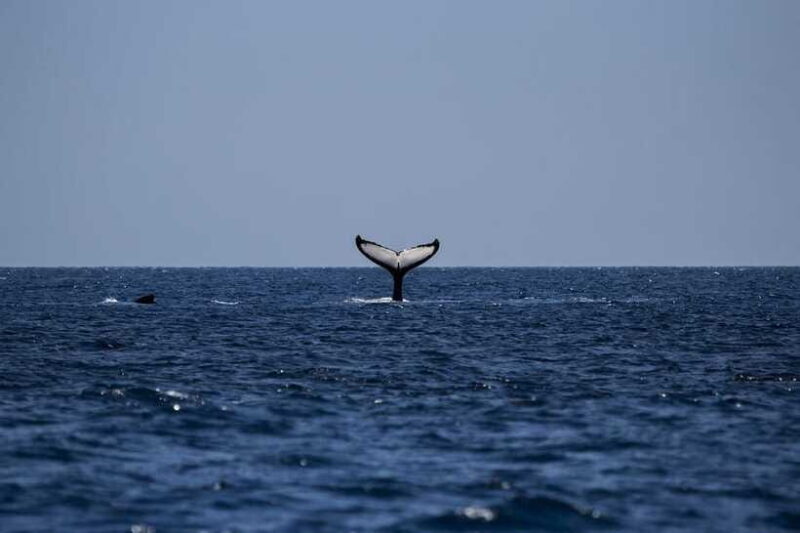 From Galle: Mirissa Whale and Dolphin Watching Boat Ride - Final Thoughts: Is This the Tour for You?
