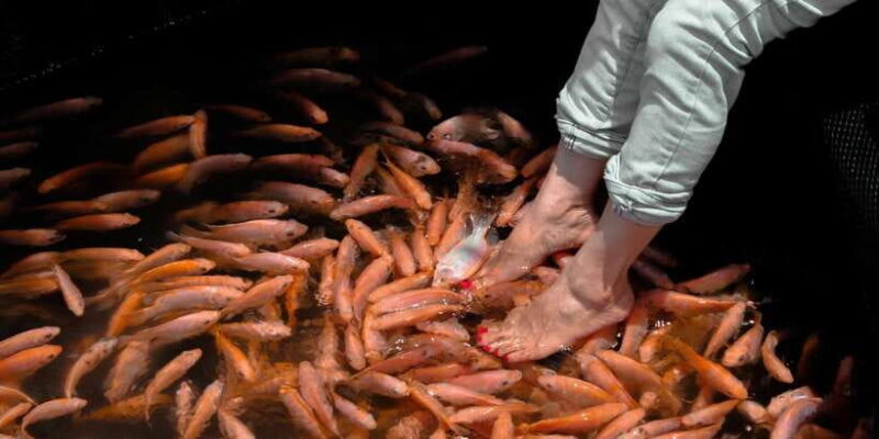 From Galle: Private Day Trip to Turtle Hatchery & Madu Ganga - Key Points