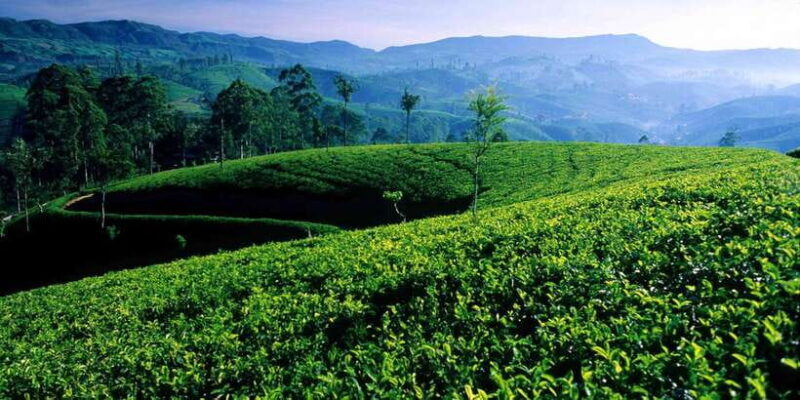 From Galle/Weligama/Mirissa: Day Trip to Experience Ella - Exploring the Itinerary in Depth