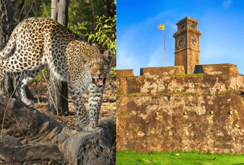 From Galle: Yala Day Trip with Free Entrance and Food - Who Is This Tour Best For?