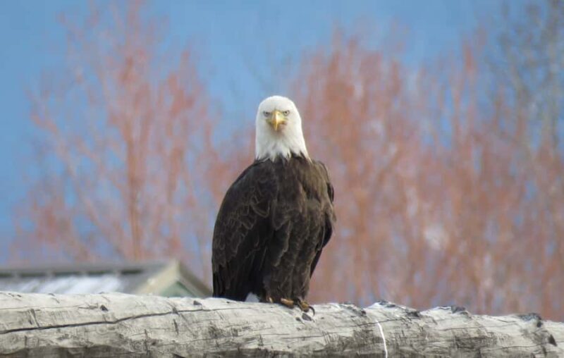 From Gardiner: Yellowstone Private Wolf & Wildlife Tour - Key Points