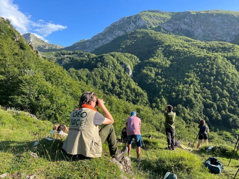 From Gijón, Oviedo or Pola de Somiedo: Brown Bear Spotting - From Gijón, Oviedo or Pola de Somiedo: Brown Bear Spotting — A Wild Adventure in Asturias