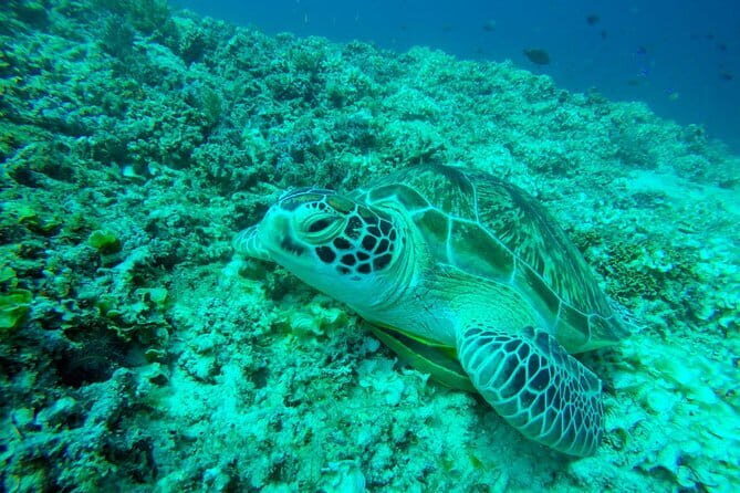From Gili Trawangan & Gili Air Snorkeling Trip Sharing & Private - Key Points