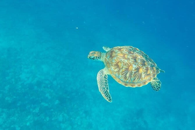 From Gili Trawangan & Gili Air Snorkeling Trip Sharing & Private - Who Is This Tour Best For?