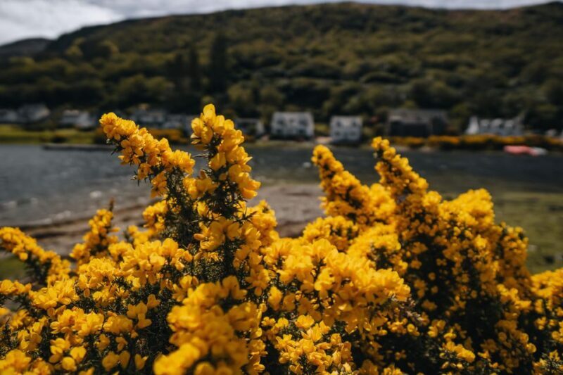 From Glasgow: A Day on the Isle of Arran with Admission - Conclusions