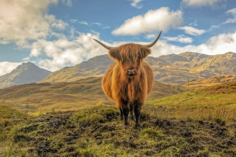From Glasgow: Loch Lomond, Trossachs & Stirling Castle Tour - The Sum Up
