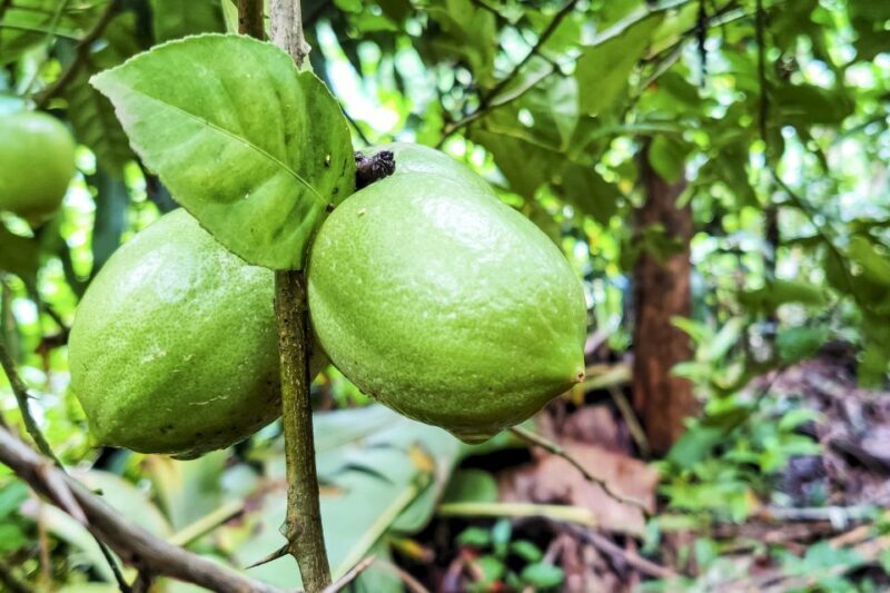 From Goa: Dudhsagar Waterfalls & Plantation Tour - Key Points